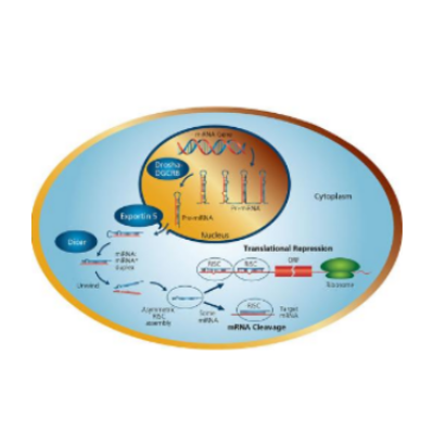 miRNA qRT-PCR 检测服务