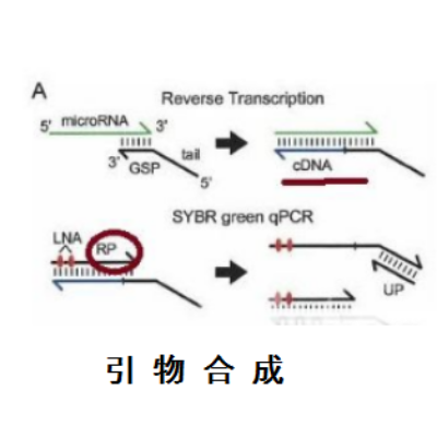 PCR引物合成（普通）（引物序列发邮件）